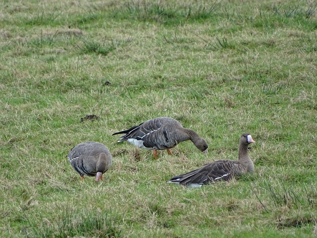 法国足球明 法国足球明